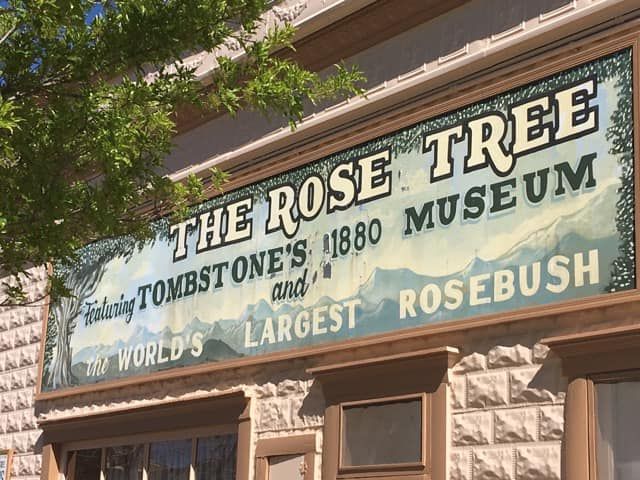 World’s Largest Rose Tree: world record in Tombstone, Arizona