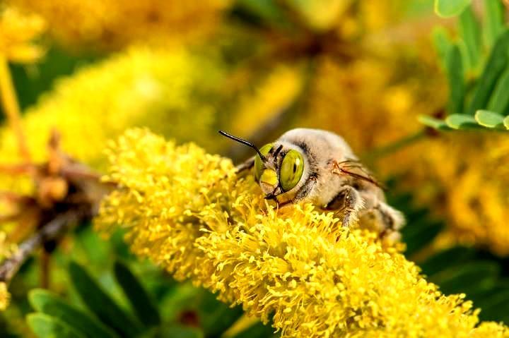 World's highest concentration of bee species: The San Bernardino Valley, Arizona, sets world record