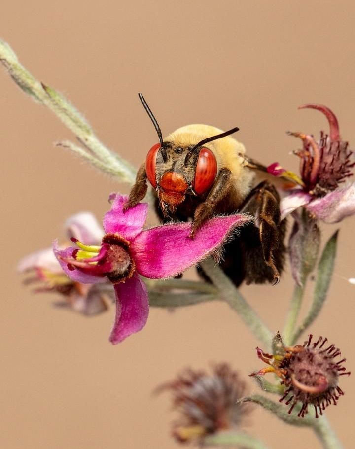 World's highest concentration of bee species: The San Bernardino Valley, Arizona sets world record