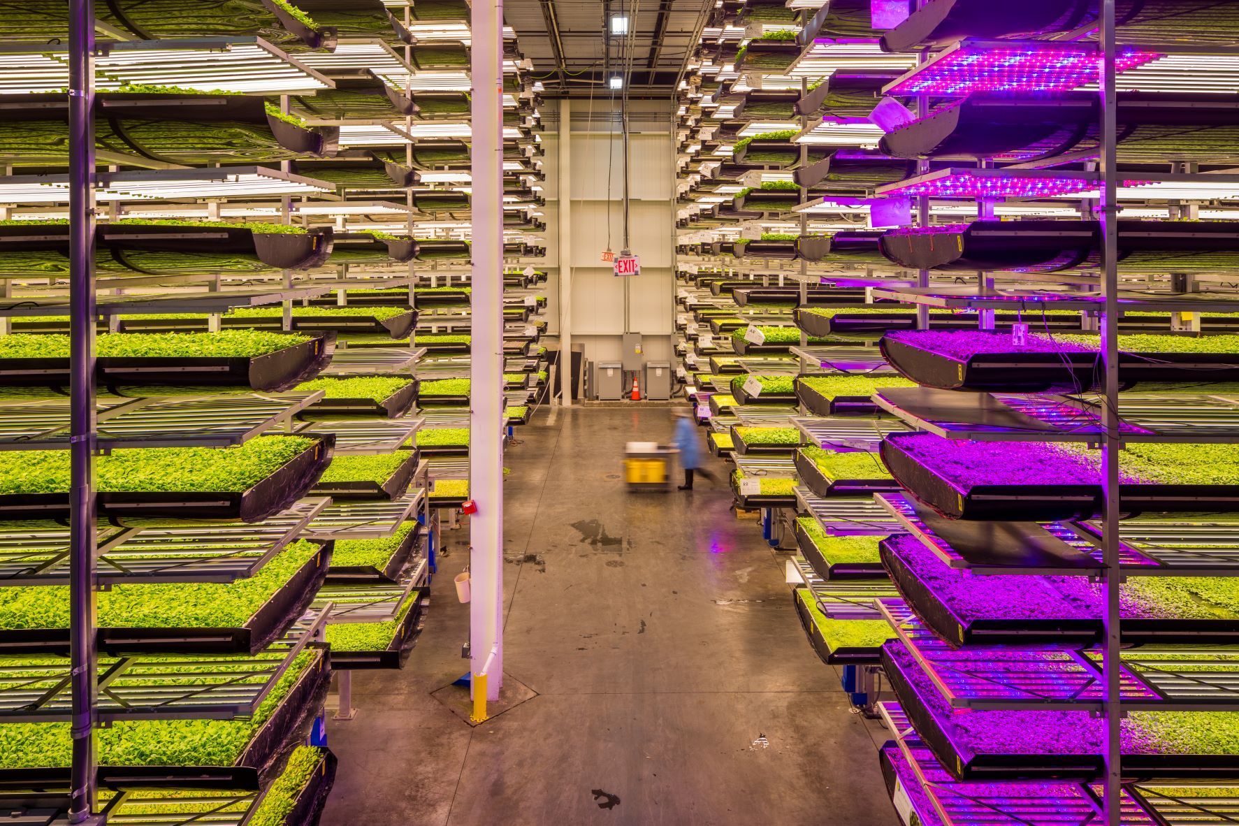 World's Largest Indoor Vertical Farm: world record in Newark, New Jersey