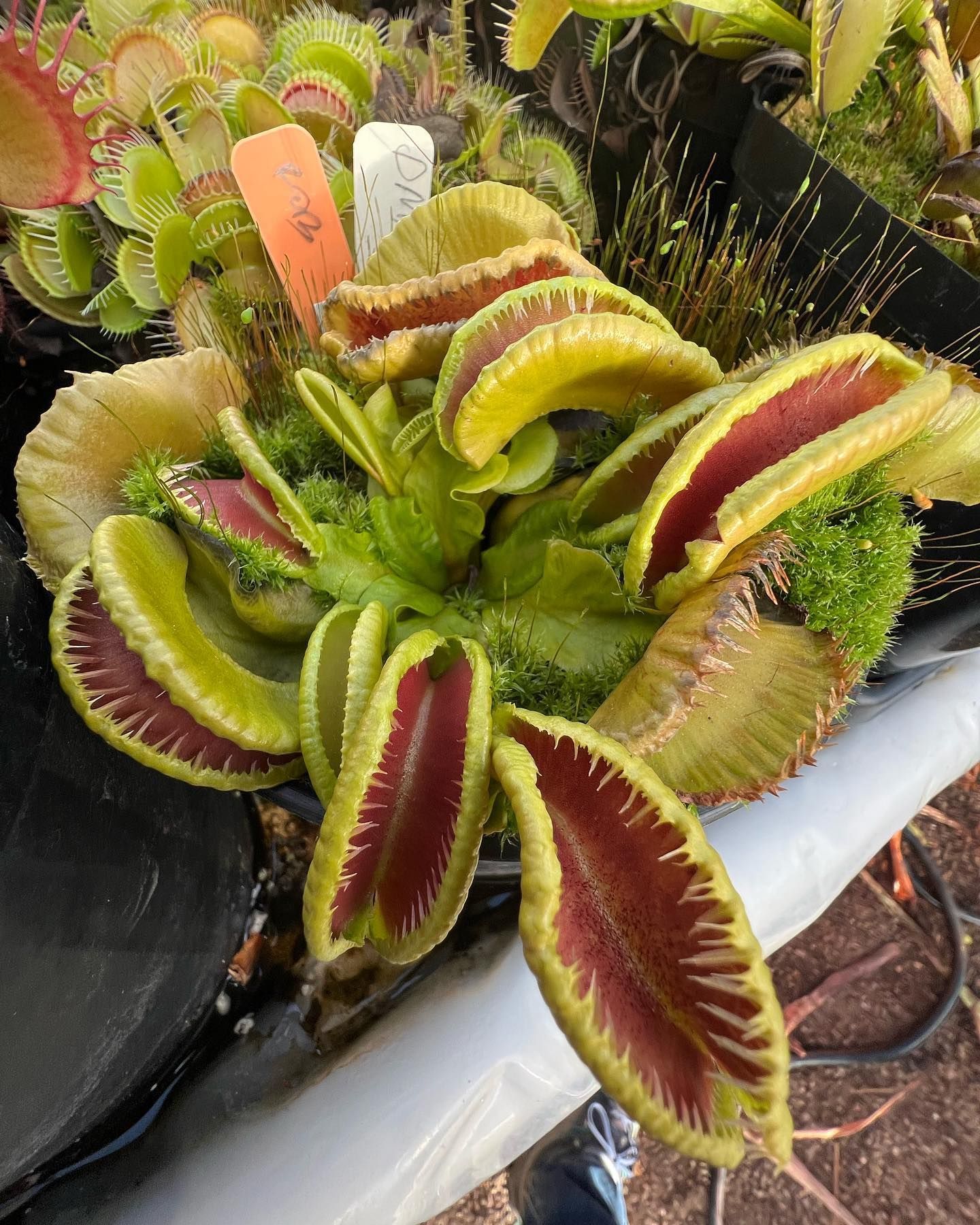 World's Largest Venus Flytrap: world record in Colorado Springs, Colorado