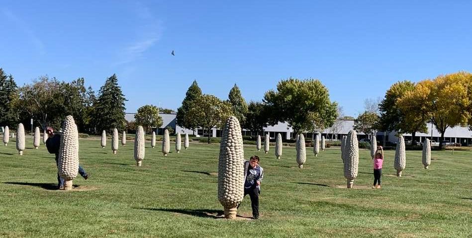 
World's Largest Field Of Corn Cobs Sculptures: world record in Dublin, Ohio