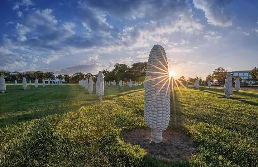 World's Largest Field Of Corn Cobs Sculptures: world record in Dublin, Ohio