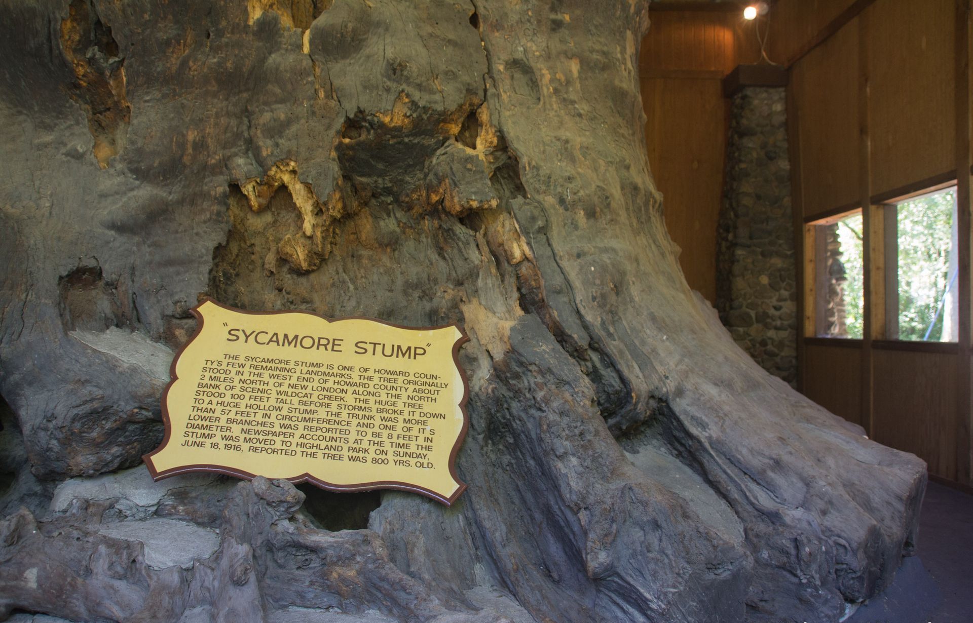 
World’s Largest Sycamore Stump: world record in Kokomo, Indiana