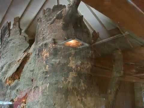World’s Largest Sycamore Stump: world record in Kokomo, Indiana