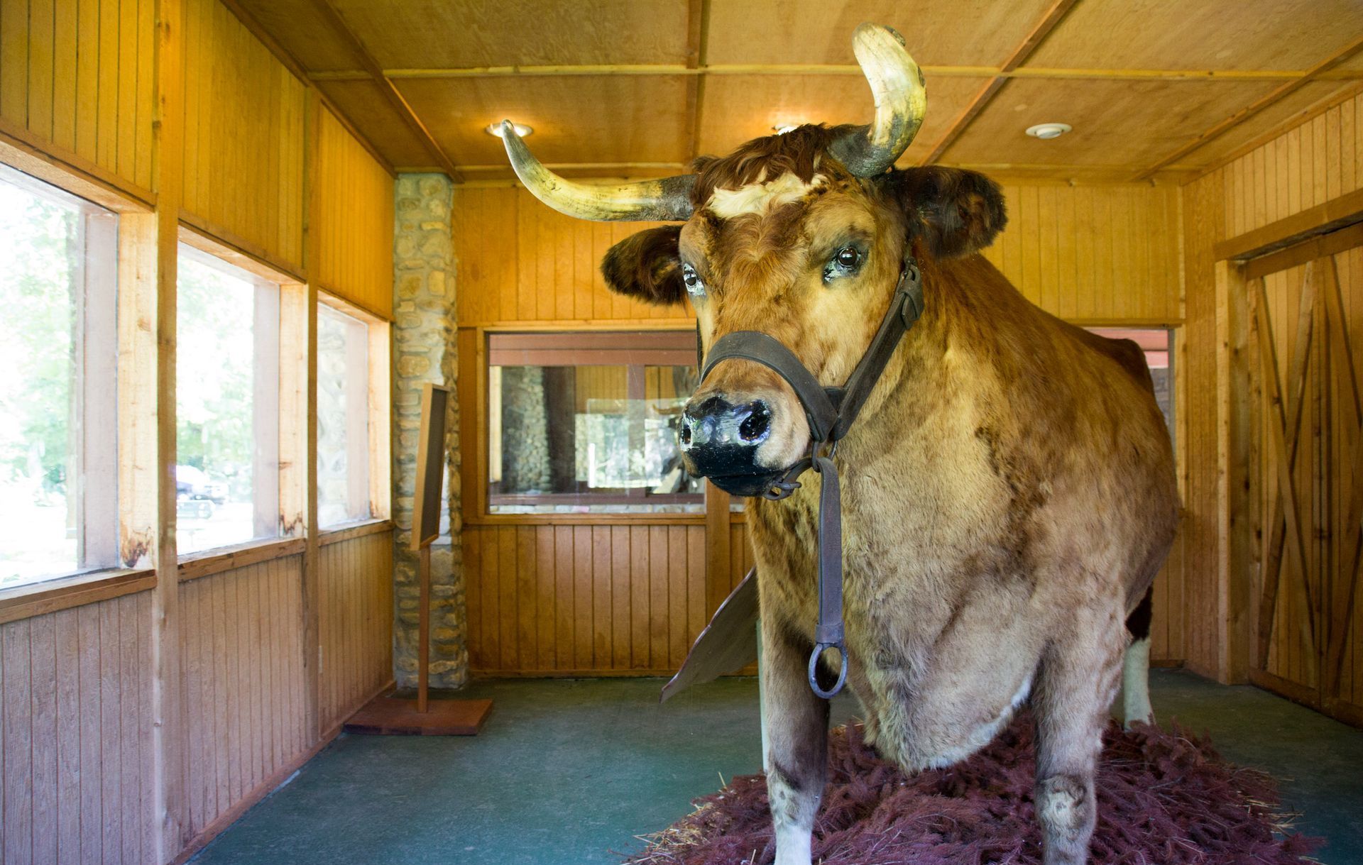 World's Largest Preserved Steer: world record in Kokomo, Indiana