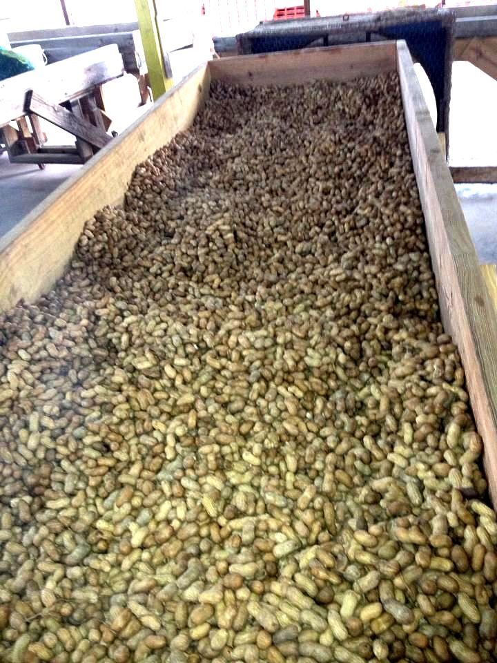 World's Largest Peanut Boil: world record in Luverne, Alabama