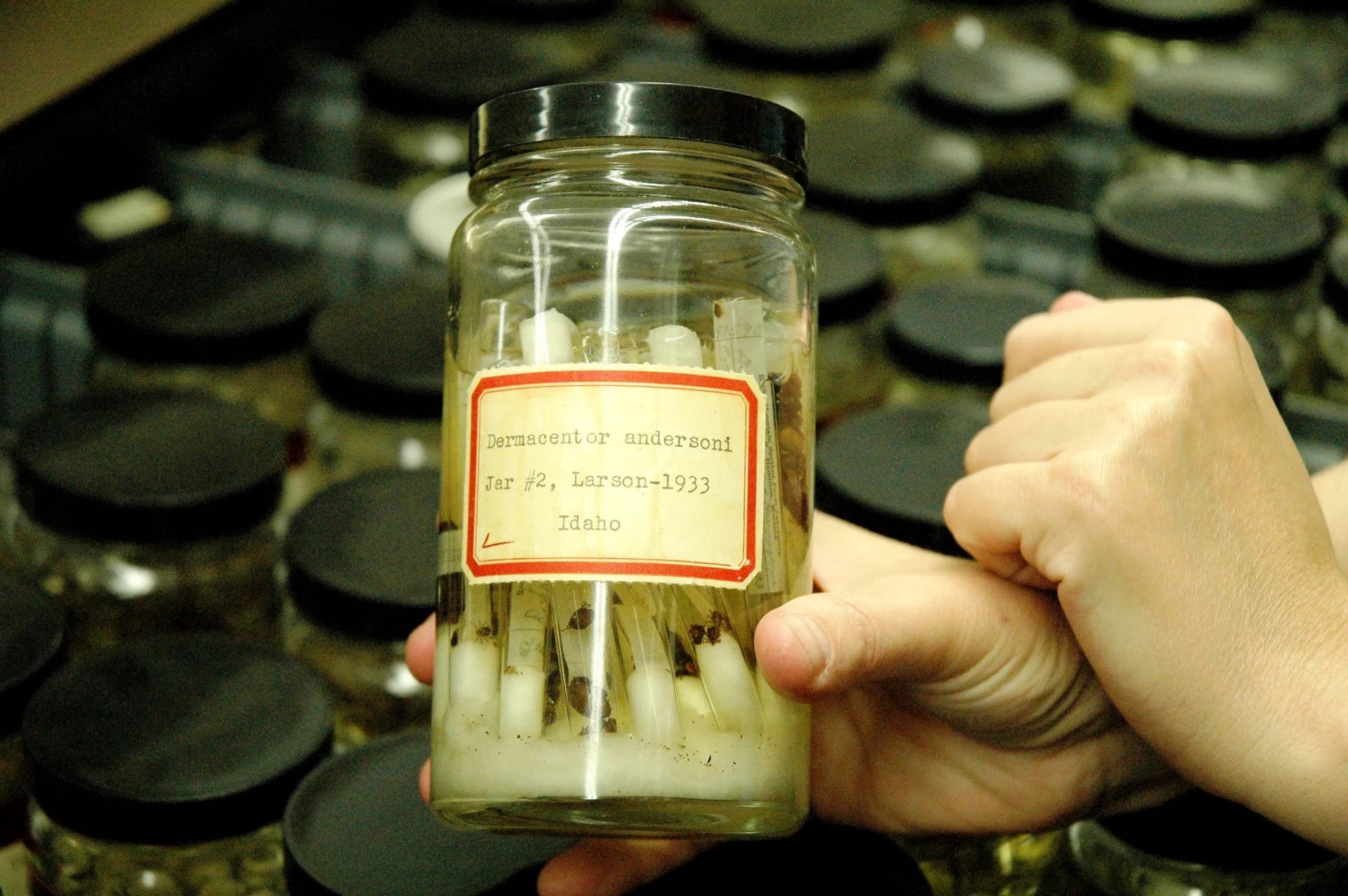 World's Largest Tick Collection: world record in Statesboro, Georgia