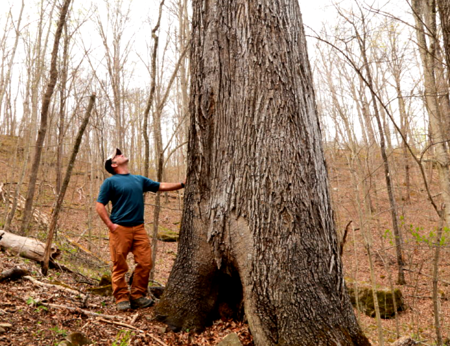 World's Largest Red Hickory Tree: world record in Clay County, Kentucky