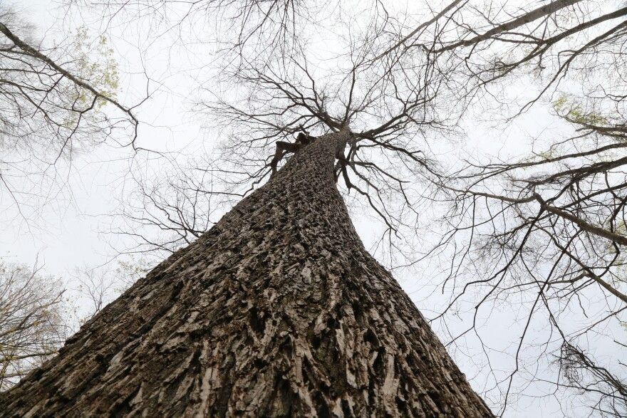 World's Largest Red Hickory Tree: world record in Clay County, Kentucky