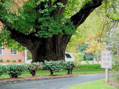 
World's largest Sassafras tree: world record in Owensboro, Kentucky