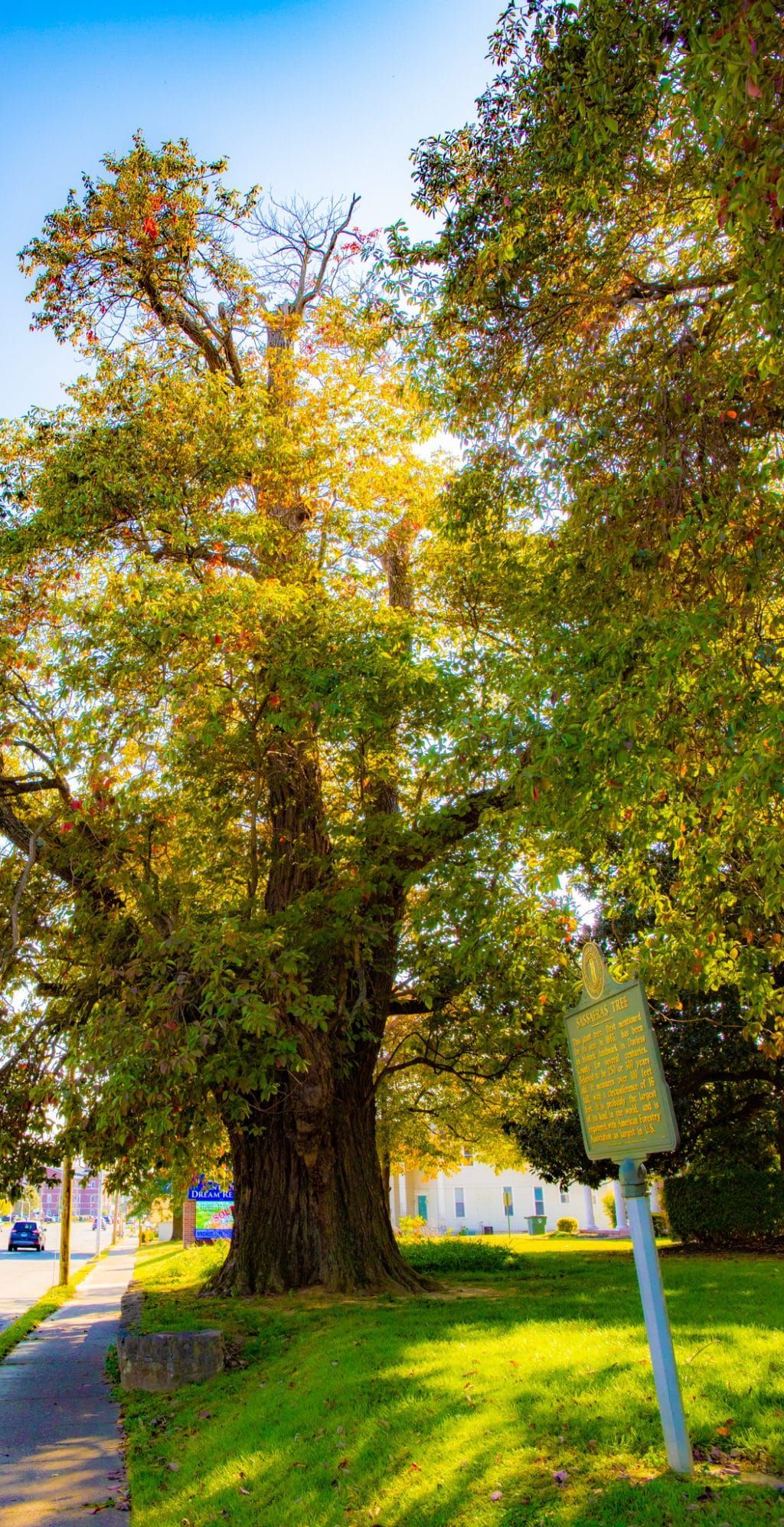 World's largest Sassafras tree: world record in Owensboro, Kentucky