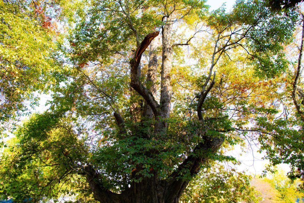 World's largest Sassafras tree: world record in Owensboro, Kentucky