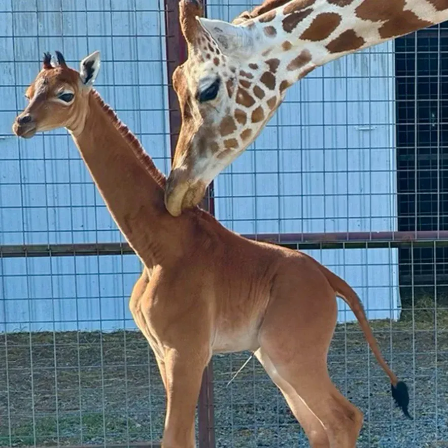 World’s rarest giraffe: world record in Limestone, Tennessee