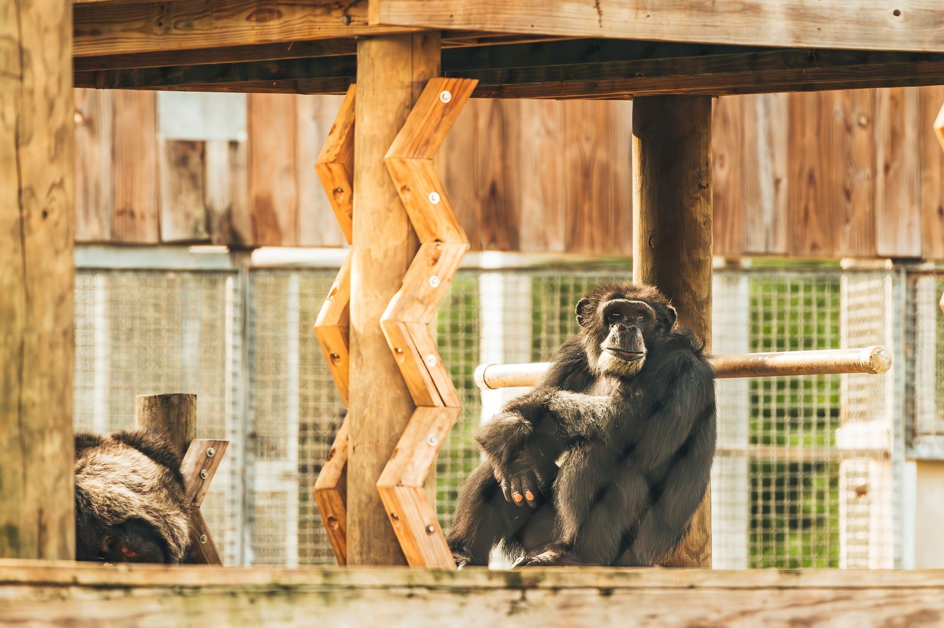  World's Largest Chimpanzee Sanctuary: world record in Keithville, Louisiana 
