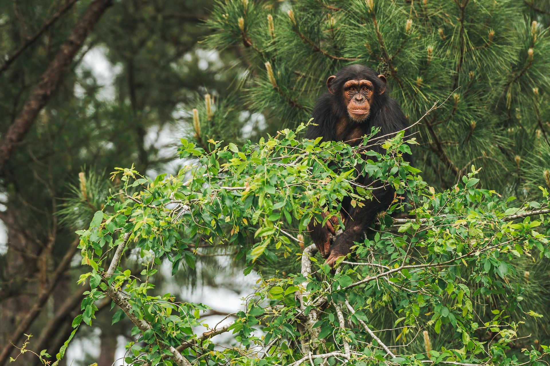 World's Largest Chimpanzee Sanctuary: world record in Keithville, Louisiana