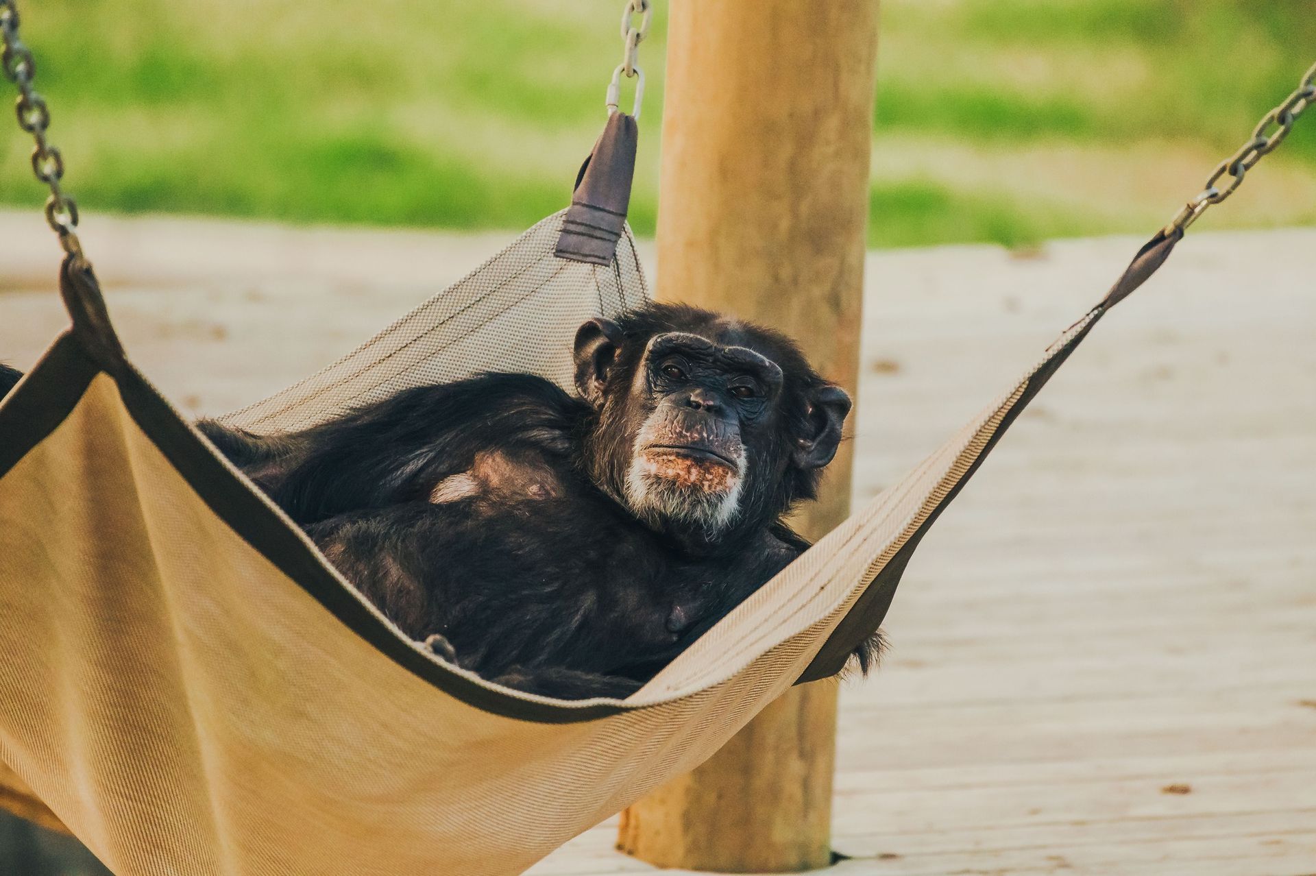 World's Largest Chimpanzee Sanctuary: world record in Keithville, Louisiana