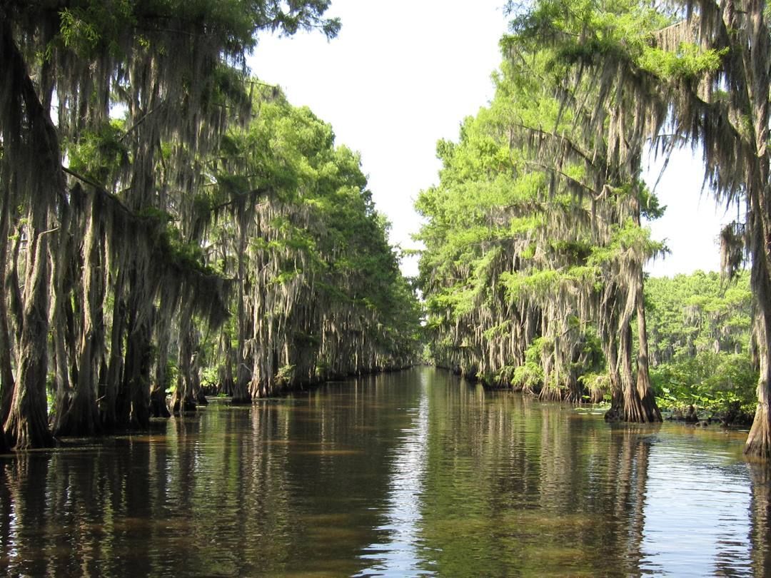  World's Largest Cypress Forest: world record in Caddo Parish, Louisiana 
