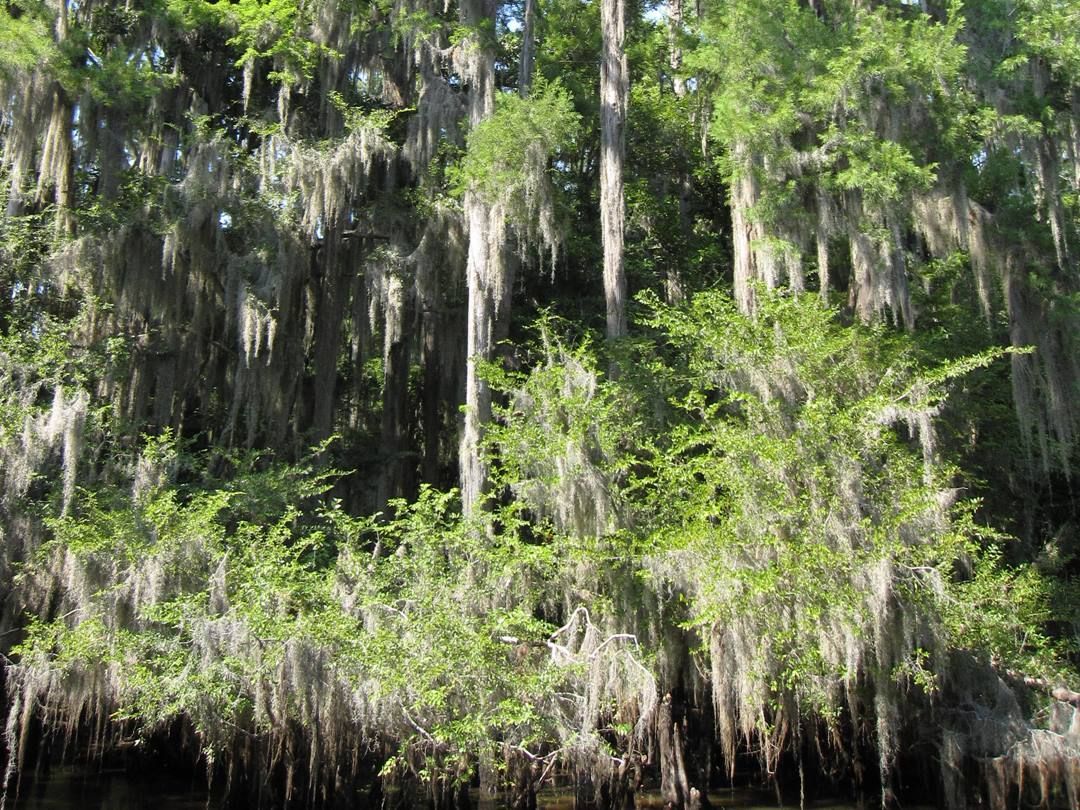 World's Largest Cypress Forest: world record in Caddo Parish, Louisiana 