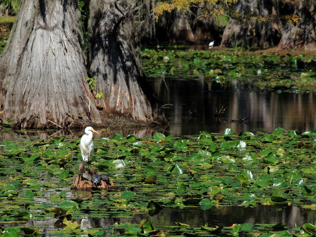 World's Largest Cypress Forest: world record in Caddo Parish, Louisiana 