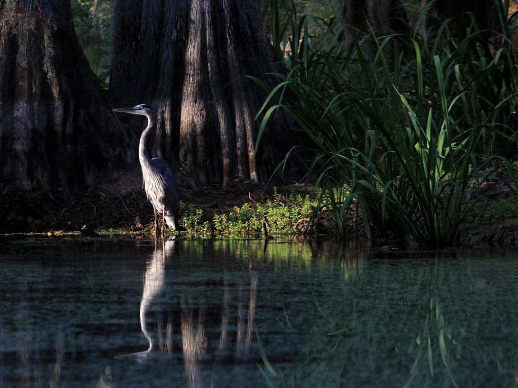 World's Largest Cypress Forest: world record in Caddo Parish, Louisiana 