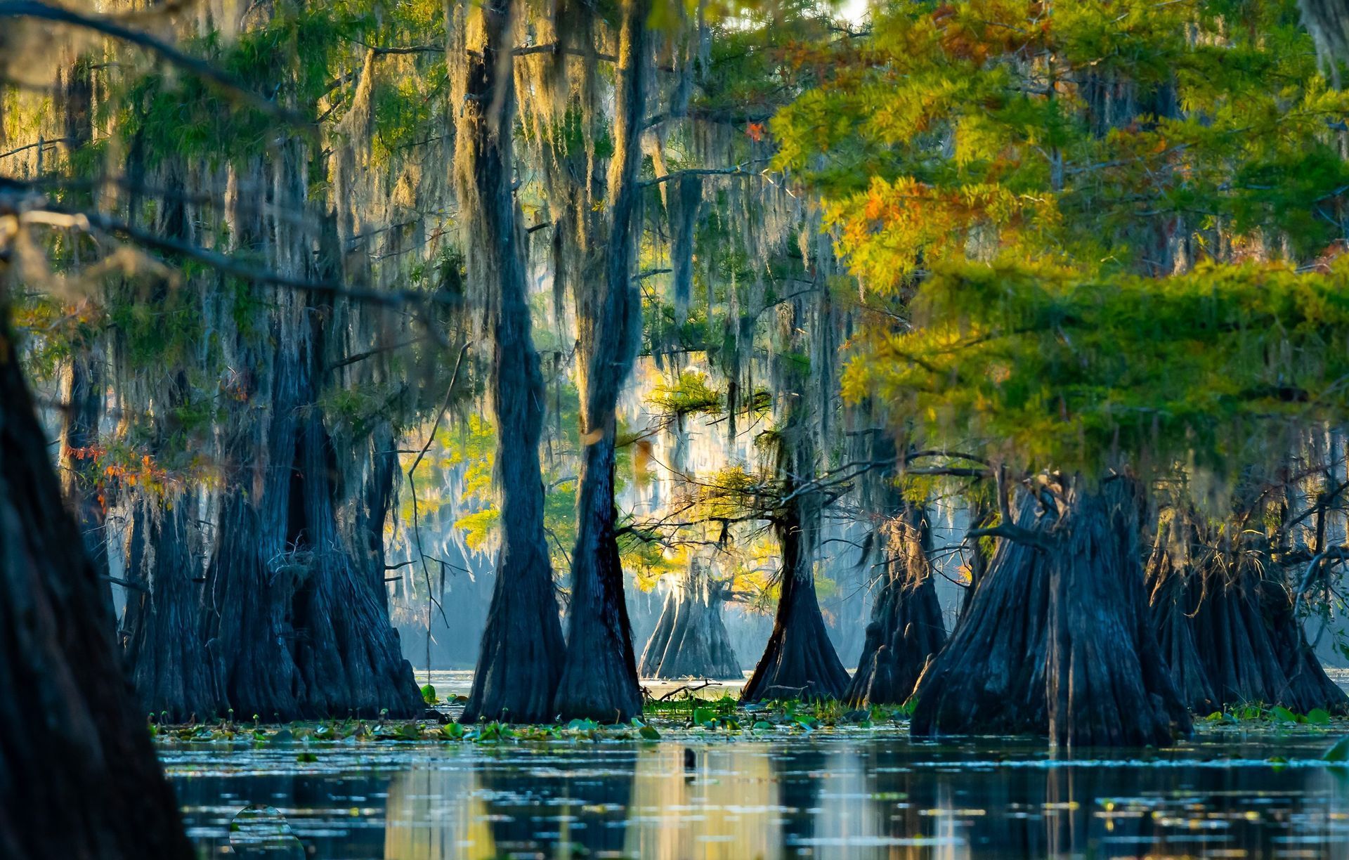 World's Largest Cypress Forest: world record in Caddo Parish, Louisiana 