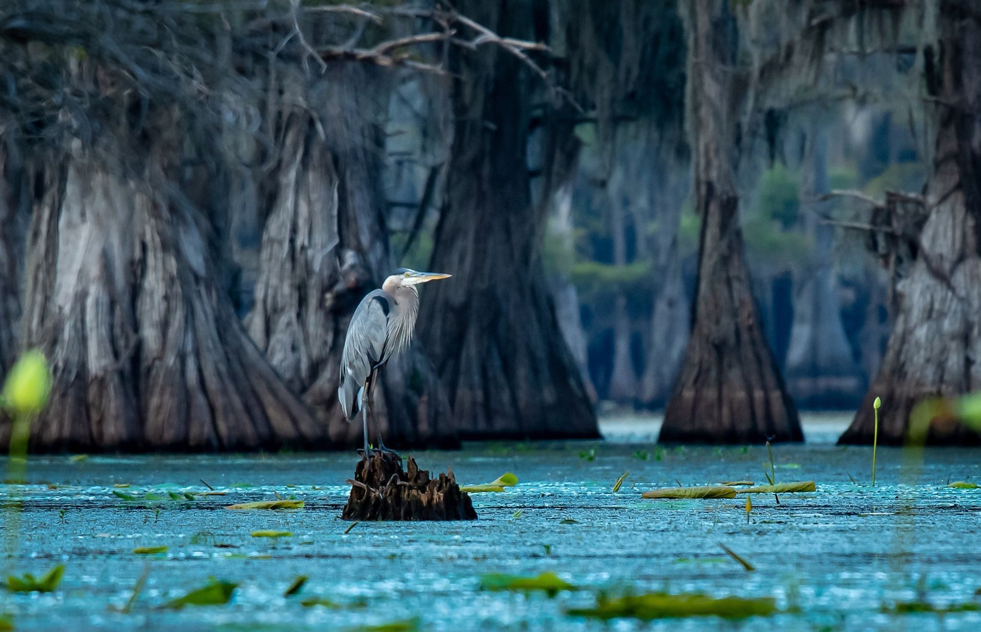 World's Largest Cypress Forest: world record in Caddo Parish, Louisiana 