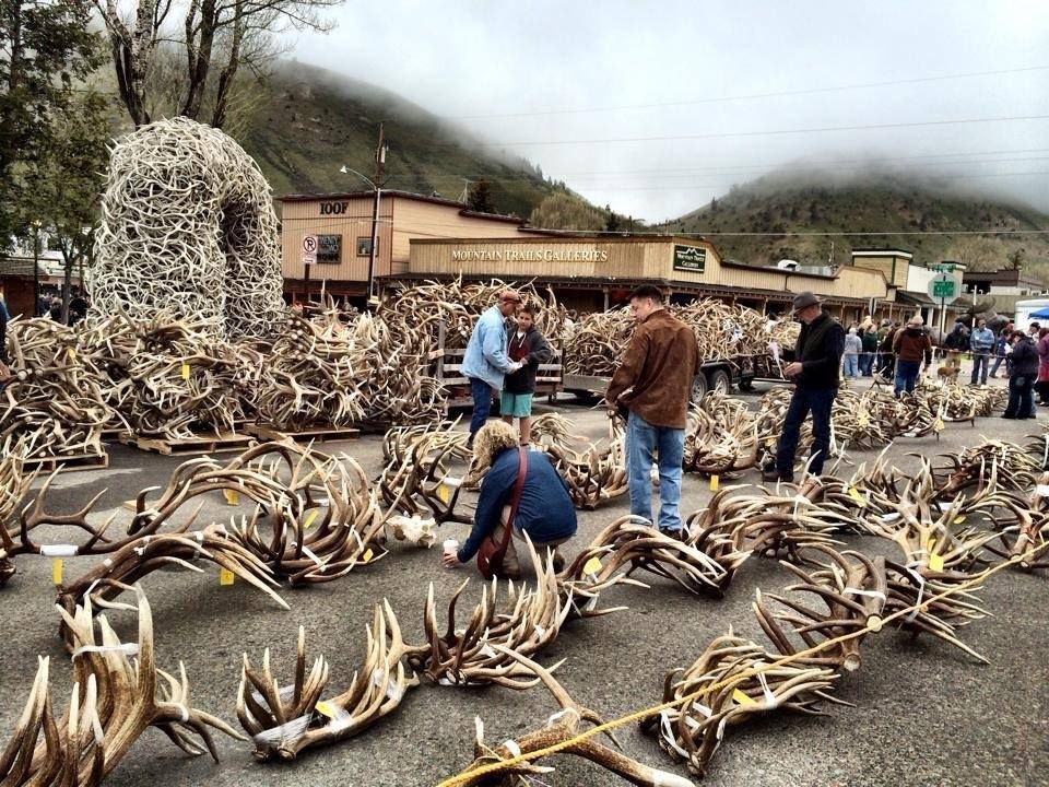 World's largest elk antler auction, world record in Jackson Hole, Wyoming 

