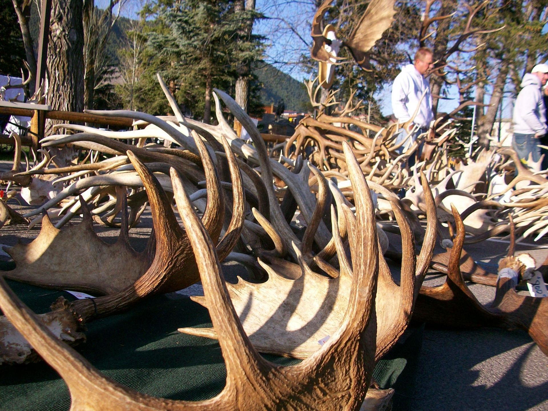 World's largest elk antler auction, world record in Jackson Hole, Wyoming 
