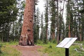 World's Largest Larch Tree, world record near Seeley Lake, Montana