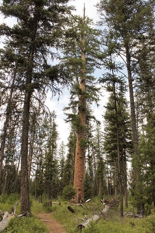 World's Largest Larch Tree, world record near Seeley Lake, Montana