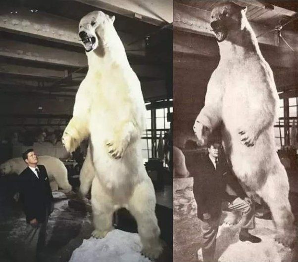 World's Largest Polar Bear, world record at Kotzebue Sound, Alaska
