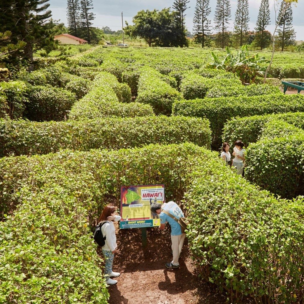 World's Largest Pineapple Maze, world record in Wahiawa, Hawaii
