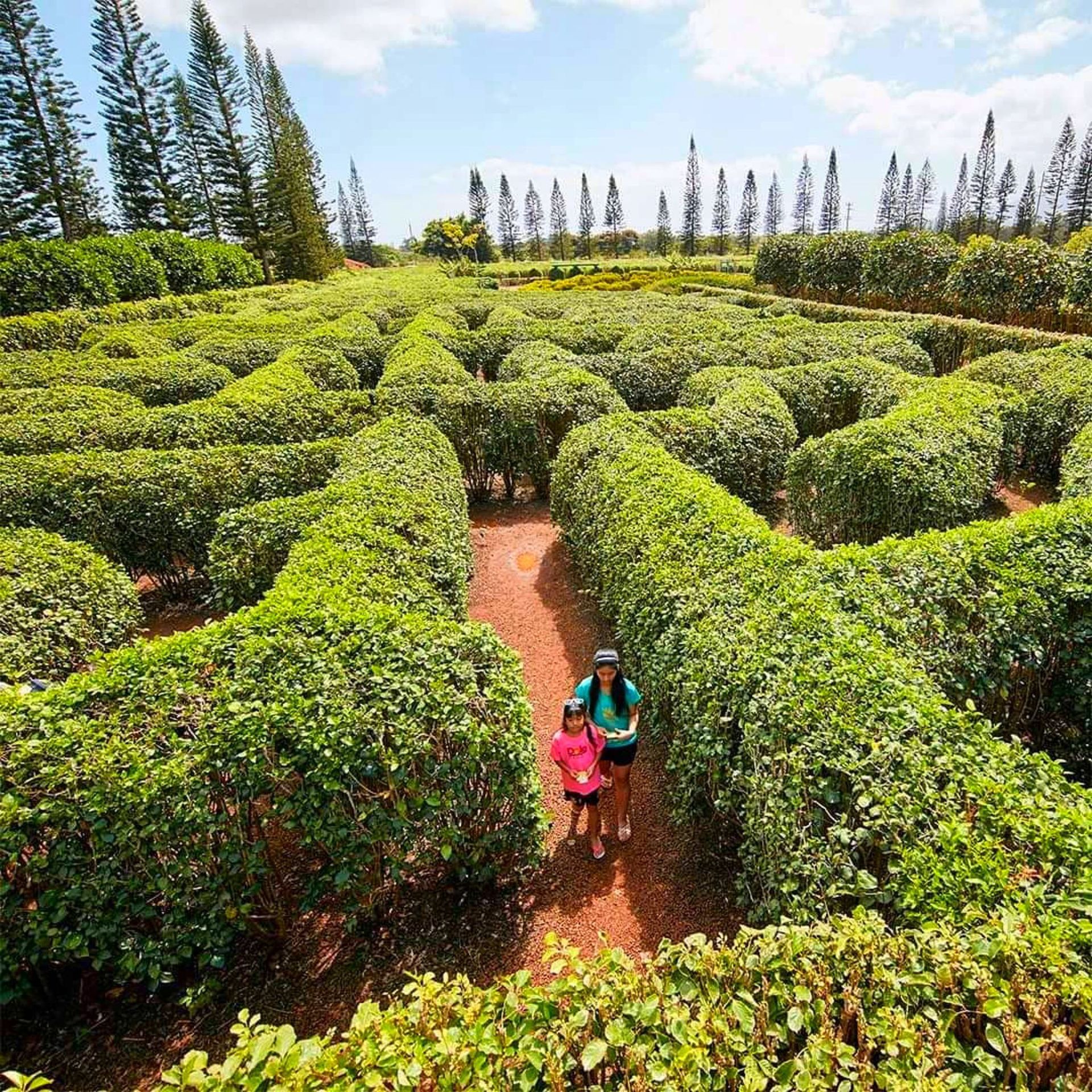 World's Largest Pineapple Maze, world record in Wahiawa, Hawaii

