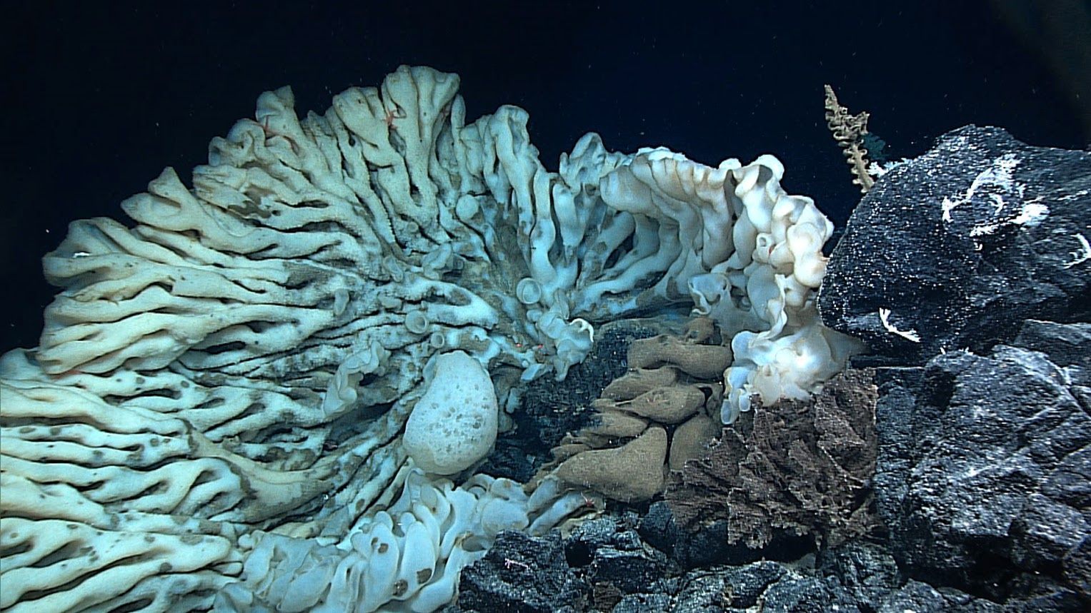 World’s Largest Sea Sponge, world record in Hawaii