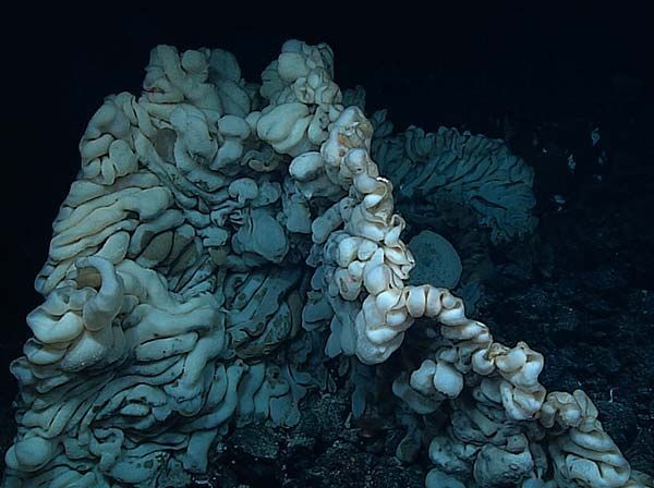 Discovering Deep-Sea Sponges in Alaska