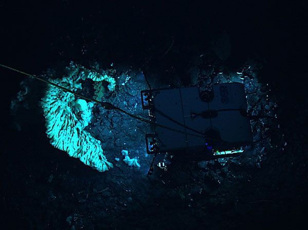 World’s Largest Sea Sponge, world record in Hawaii