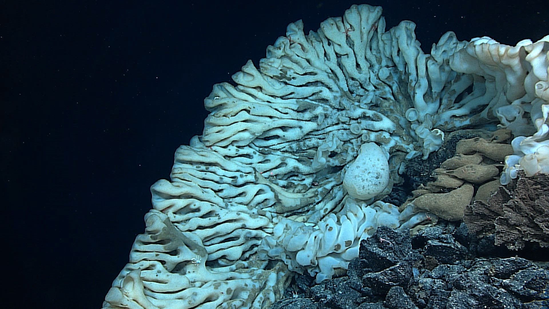 World’s Largest Sea Sponge, world record in Hawaii
