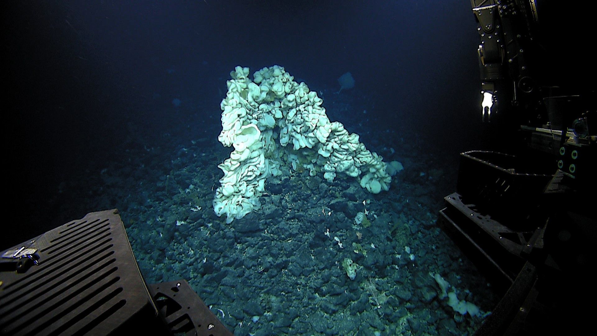 World’s Largest Sea Sponge, world record in Hawaii
