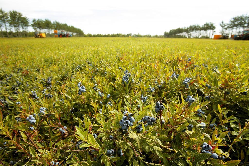 World's First Blueberry-shaped Shop, world record in Columbia Falls, Maine
