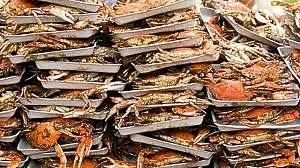 World’s Largest Crab Feast, world record in Annapolis, Maryland