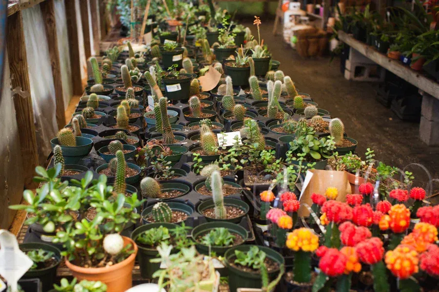 World's First Cactus Plantation, world record in Edwards, Mississippi