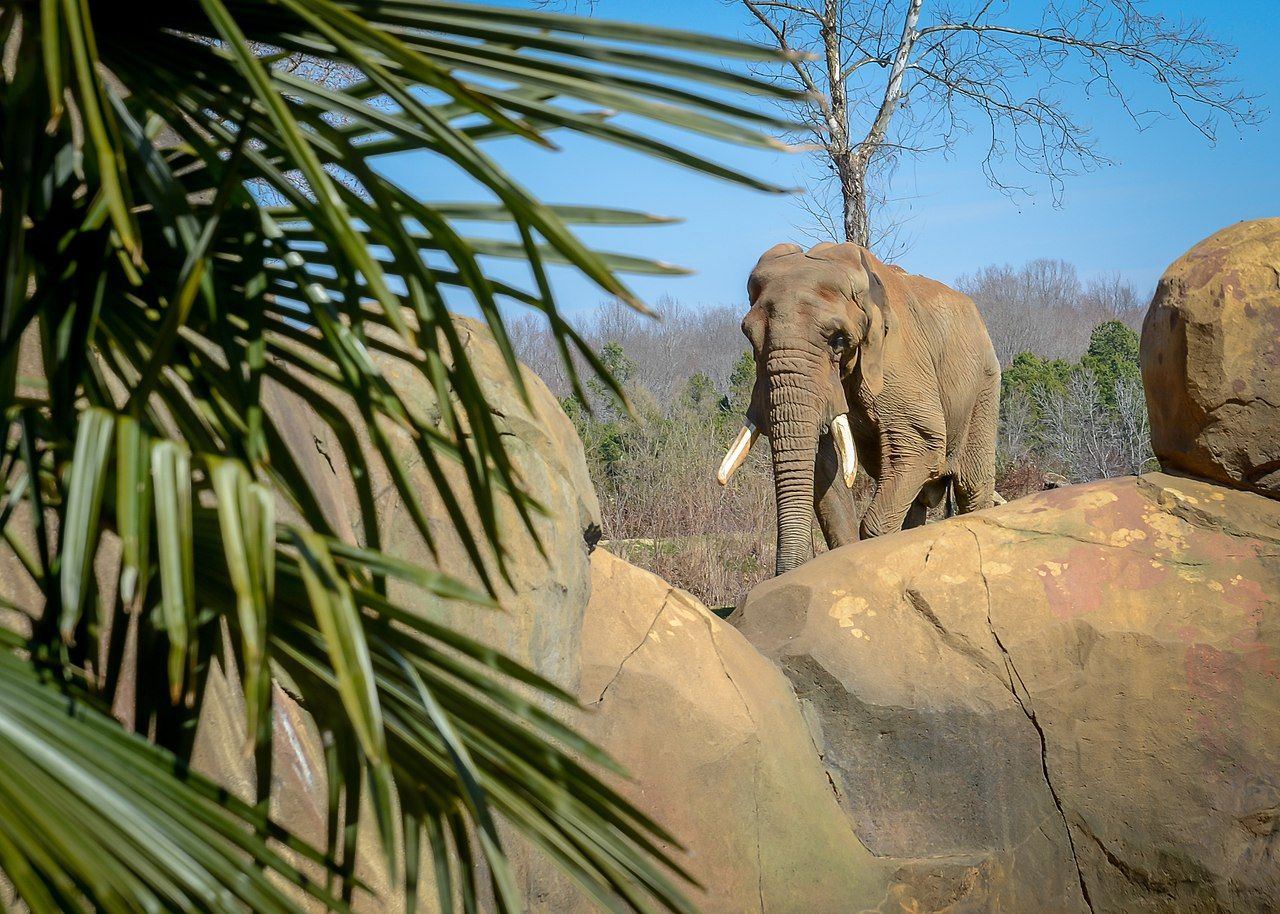World's Largest Natural Habitat Zoo, world record in Asheboro, North Carolina