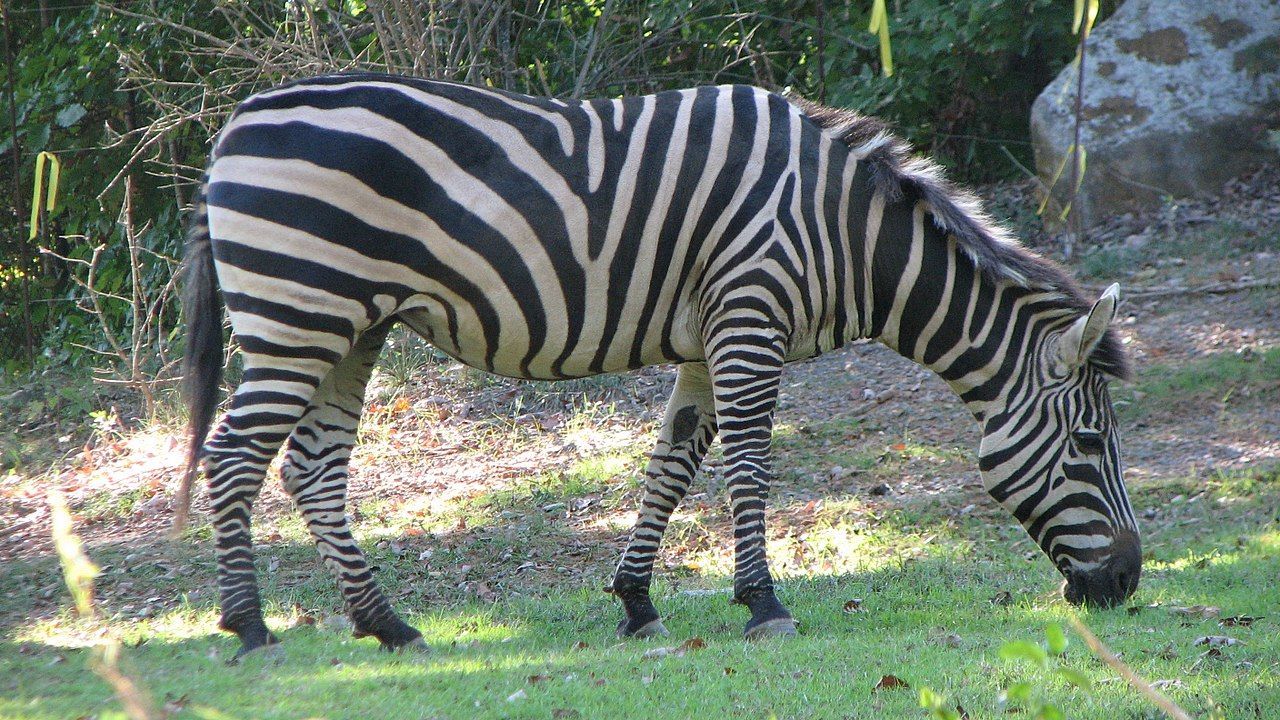 World's Largest Natural Habitat Zoo, world record in Asheboro, North Carolina