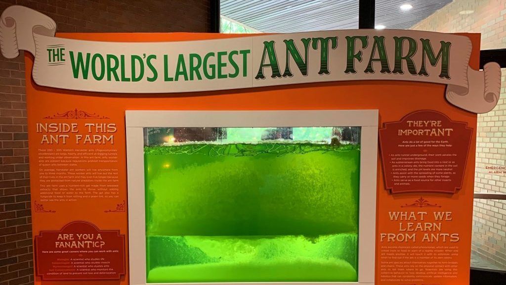 
World’s Largest Ant Farm, world record in Charlotte, North Carolina