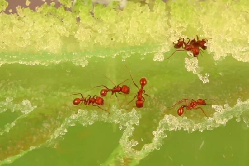 World’s Largest Ant Farm, world record in Charlotte, North Carolina