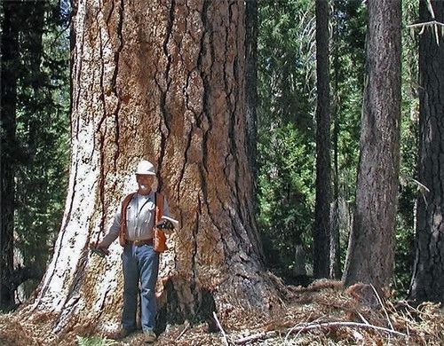 World’s Tallest Living Pine Tree, world record  in the Rogue River–Siskiyou National Forest in Oregon
