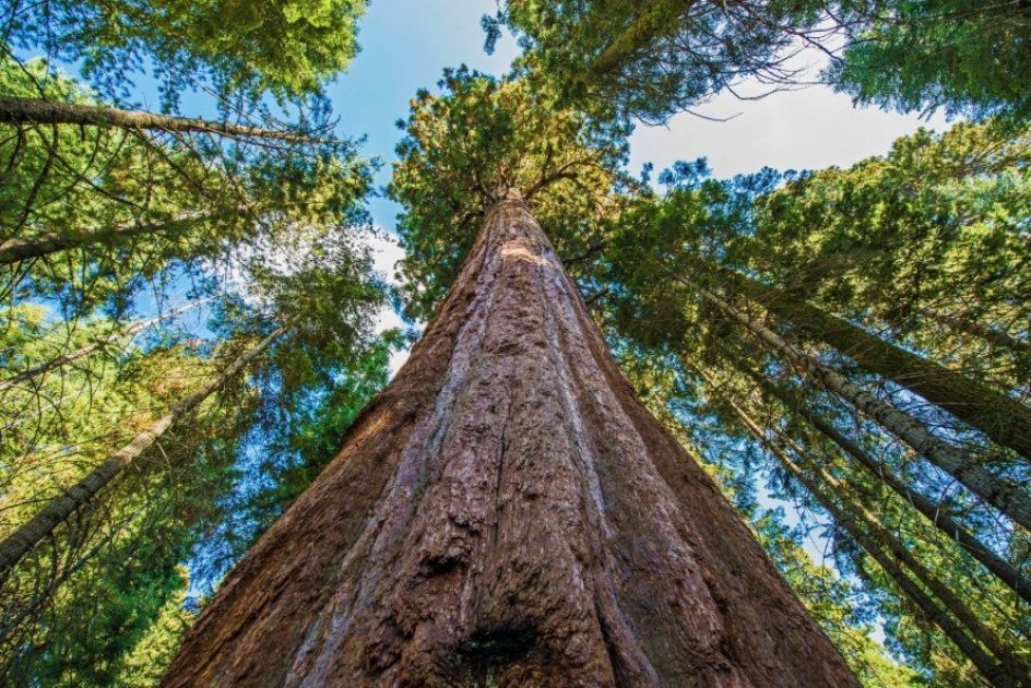 World’s Tallest Living Pine Tree, world record  in the Rogue River–Siskiyou National Forest in Oregon
