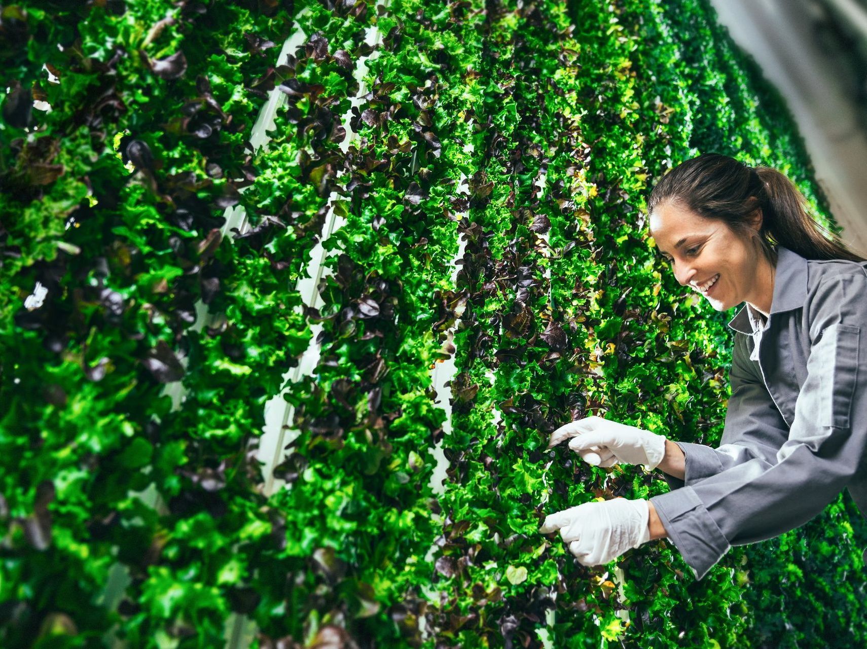 World's Largest Indoor Vertical Farming Campus, world record near Richmond, Virginia
