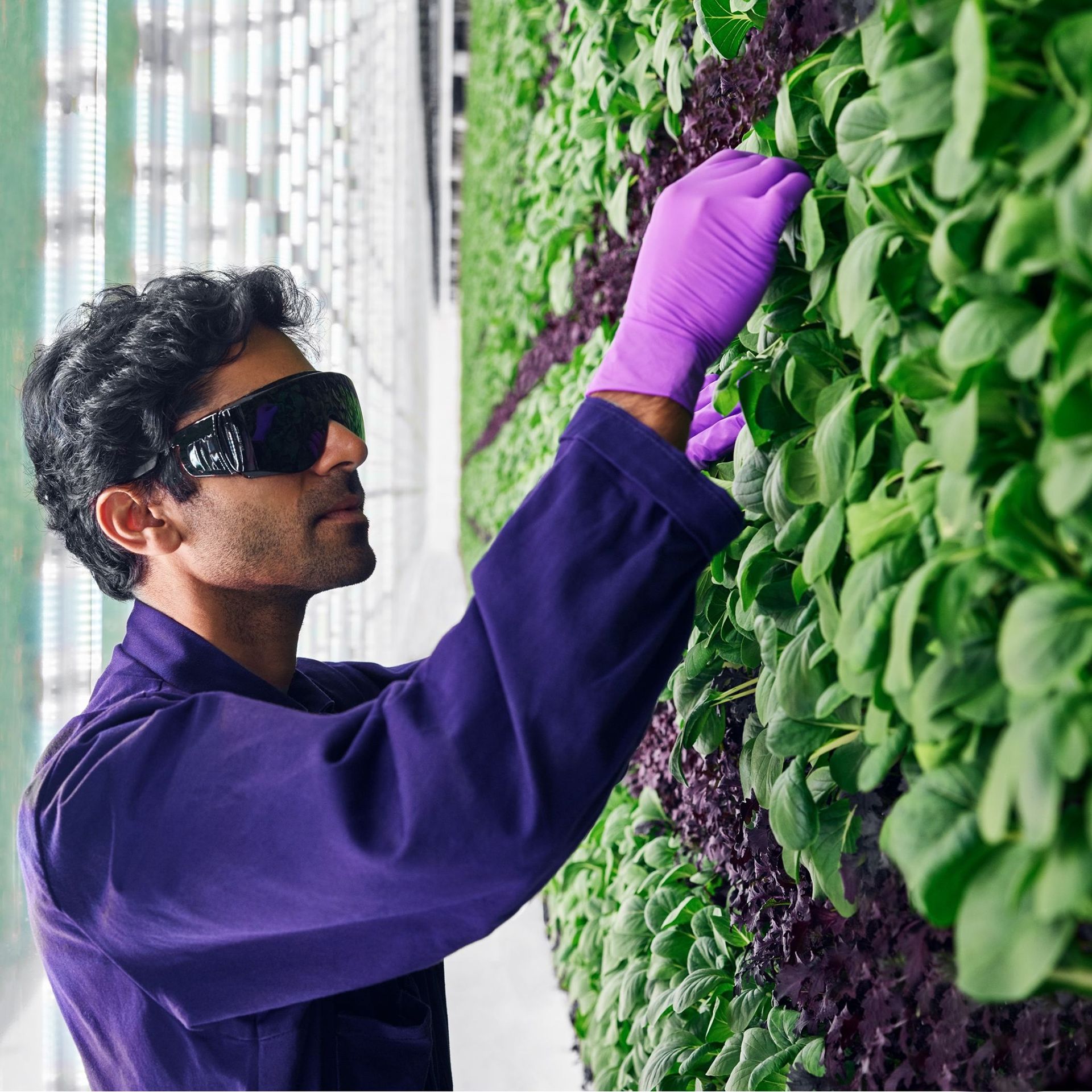 World's Largest Indoor Vertical Farming Campus, world record near Richmond, Virginia
